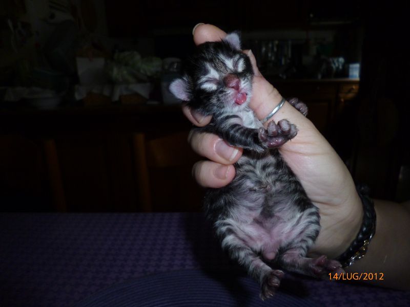 Gatti Norvegesi - cuccioli