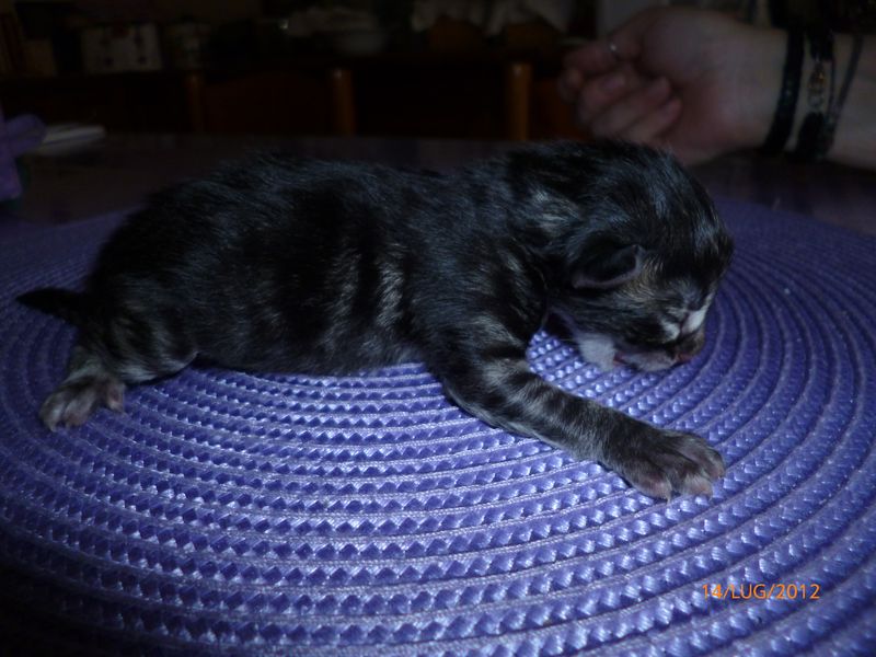 Gatti Norvegesi - cuccioli