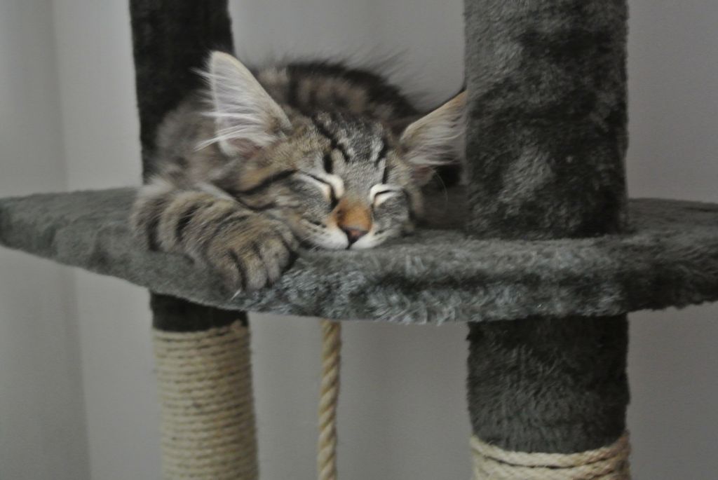 Gatti Norvegesi - cuccioli