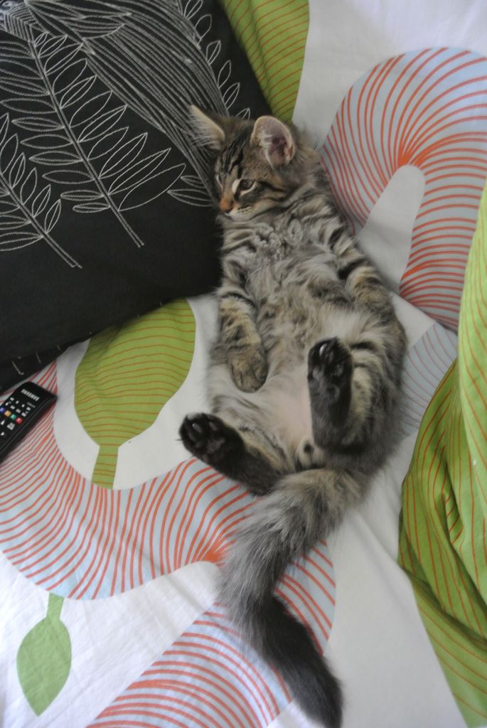 Gatti Norvegesi - cuccioli