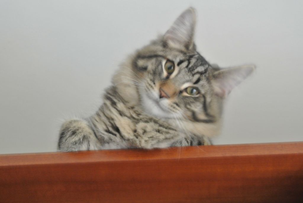 Gatti Norvegesi - cuccioli