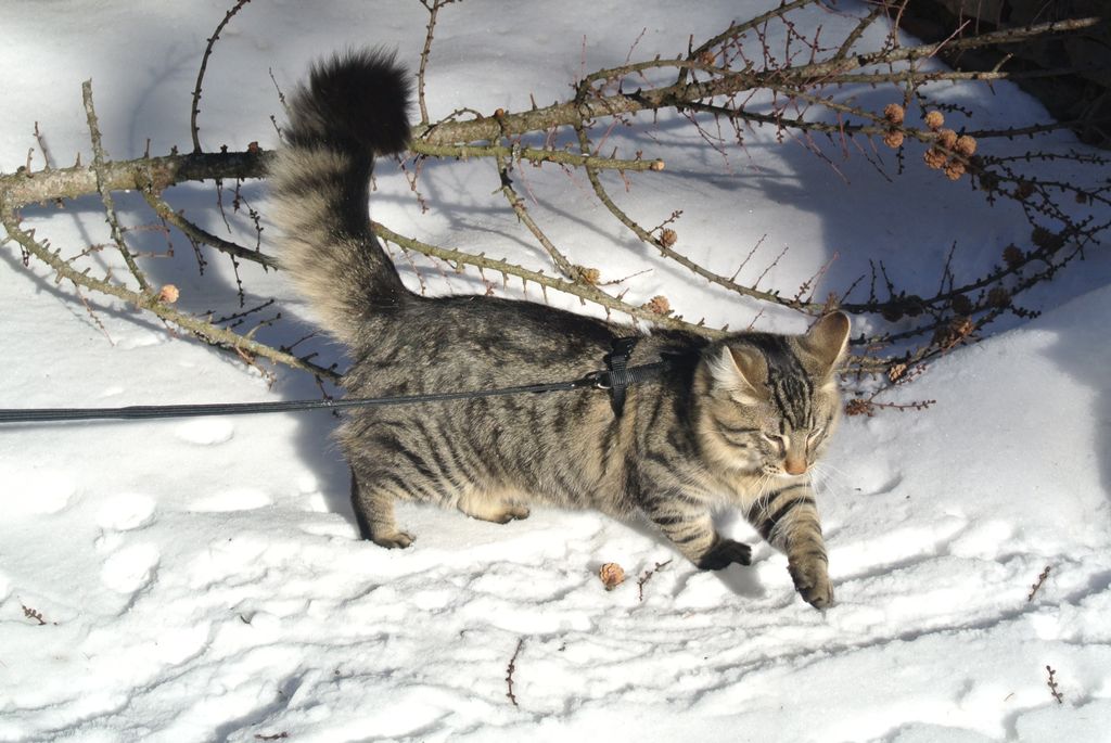 Gatti Norvegesi - cuccioli