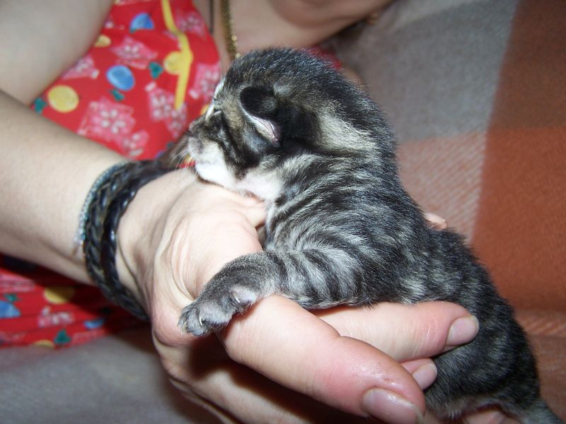 Gatti Norvegesi - cuccioli