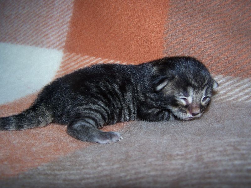 Gatti Norvegesi - cuccioli