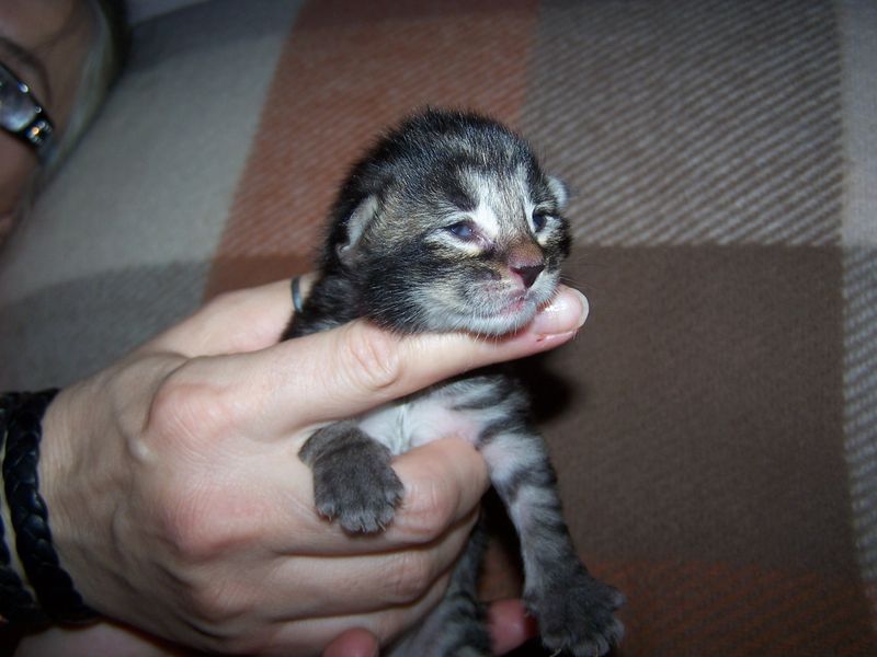 Gatti Norvegesi - cuccioli