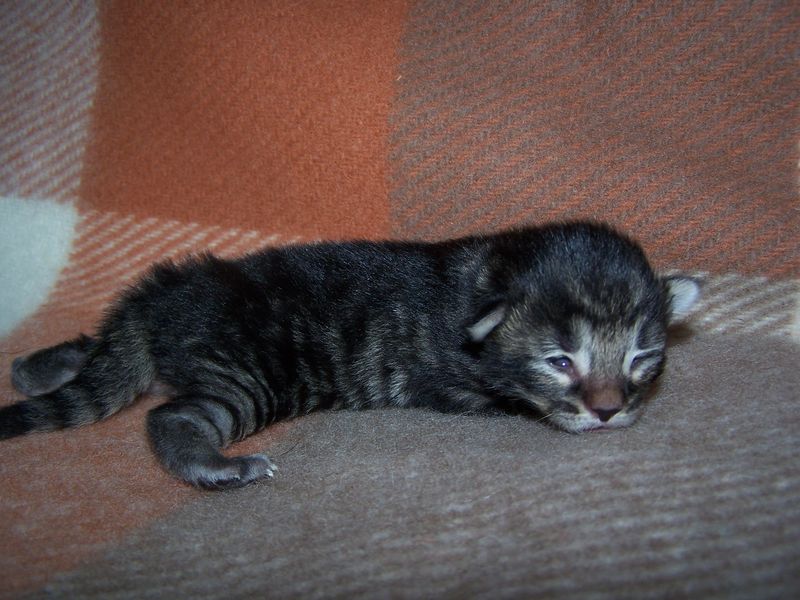 Gatti Norvegesi - cuccioli
