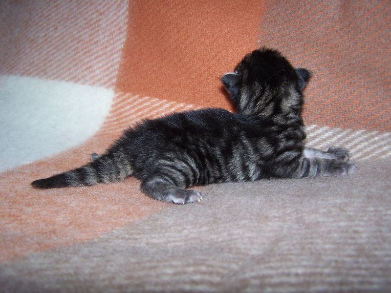 Gatti Norvegesi - cuccioli