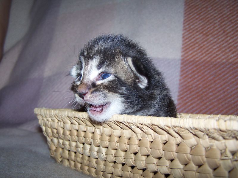 Gatti Norvegesi - cuccioli