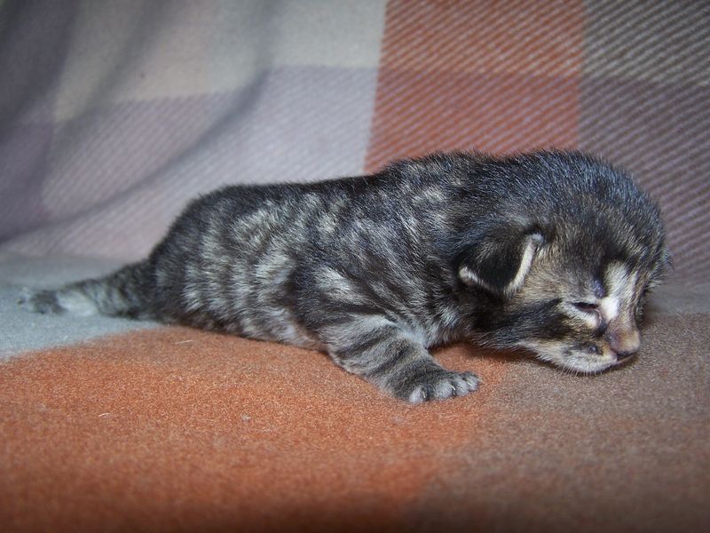 Gatti Norvegesi - cuccioli