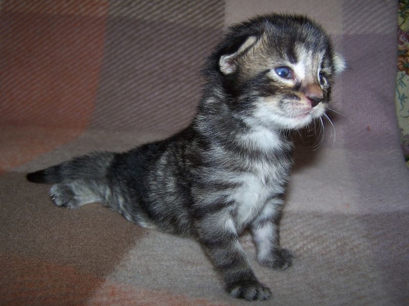 Gatti Norvegesi - cuccioli