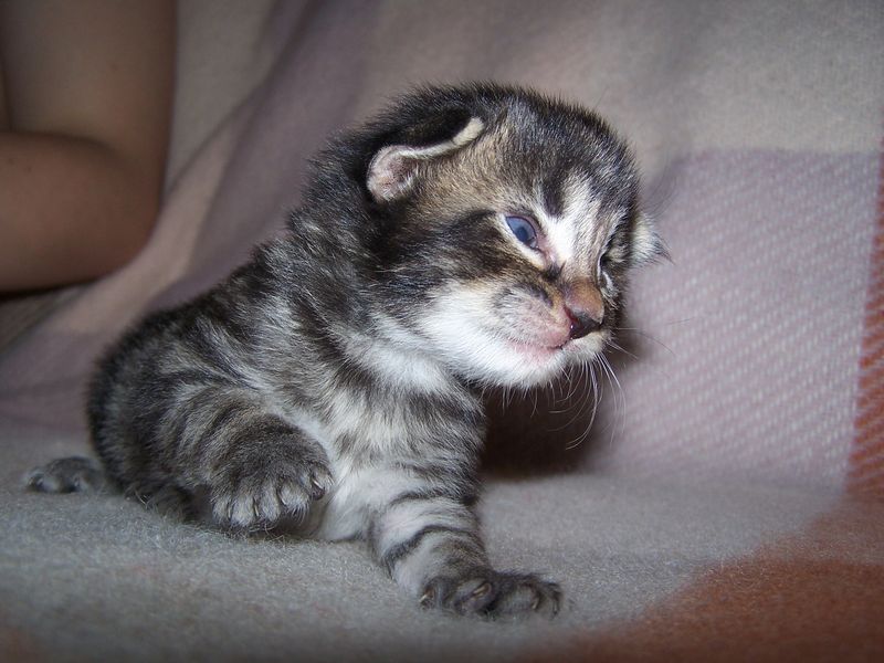 Gatti Norvegesi - cuccioli