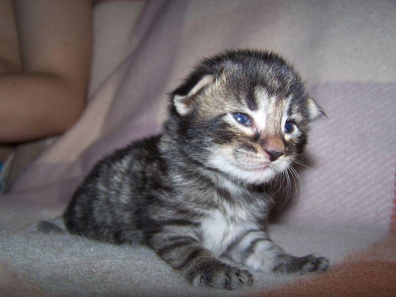 Gatti Norvegesi - cuccioli