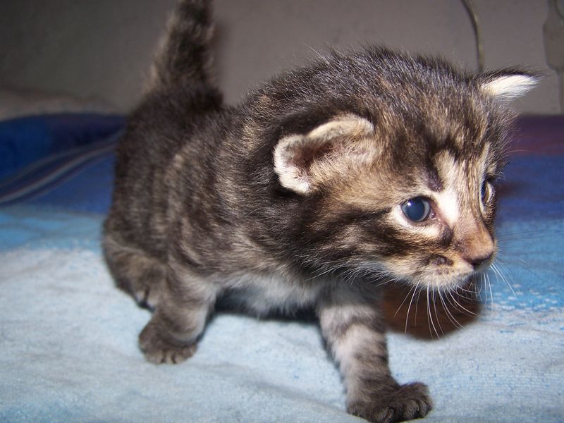 Gatti Norvegesi - cuccioli