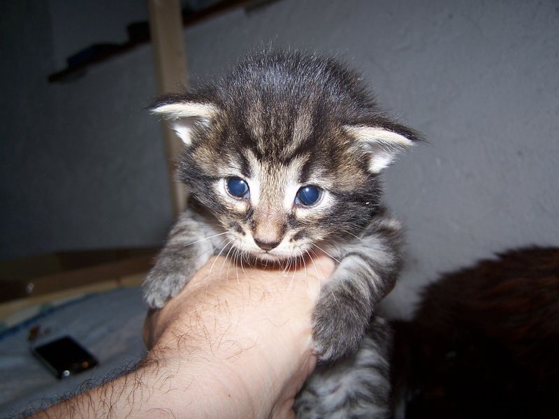 Gatti Norvegesi - cuccioli