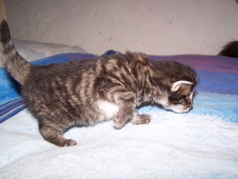 Gatti Norvegesi - cuccioli