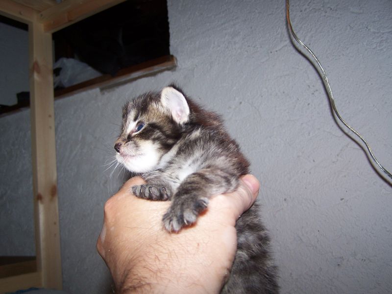 Gatti Norvegesi - cuccioli
