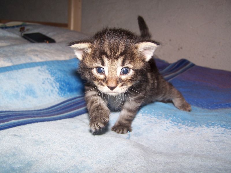 Gatti Norvegesi - cuccioli