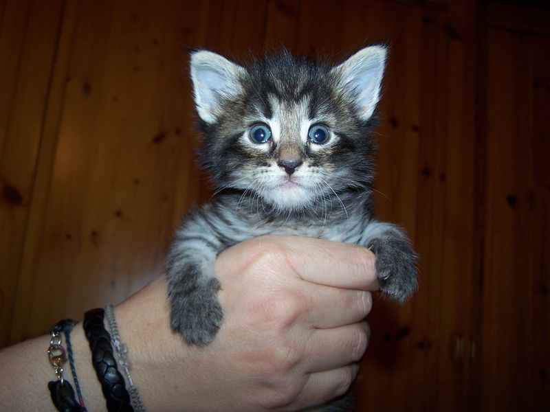 Gatti Norvegesi - cuccioli