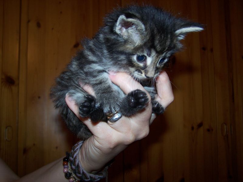 Gatti Norvegesi - cuccioli