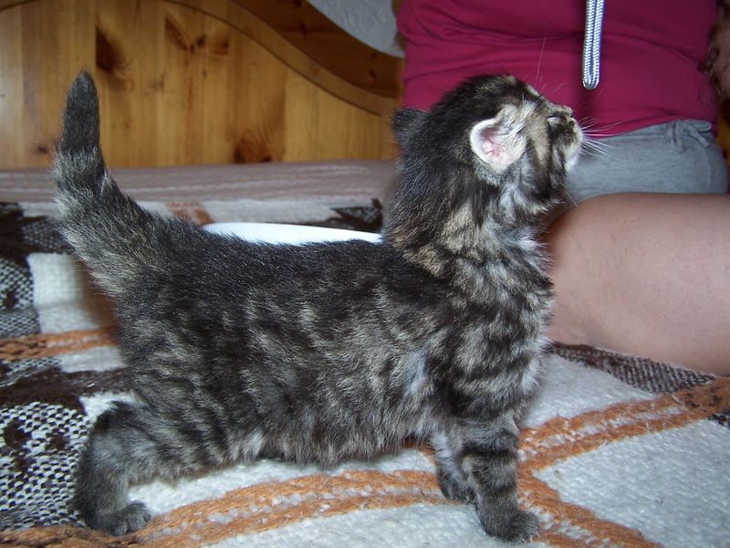 Gatti Norvegesi - cuccioli