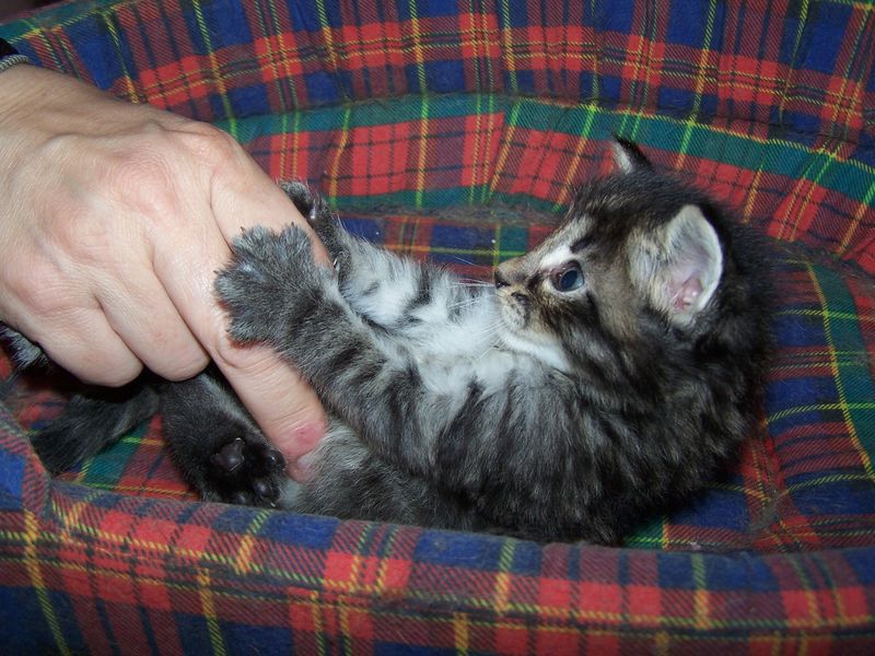 Gatti Norvegesi - cuccioli
