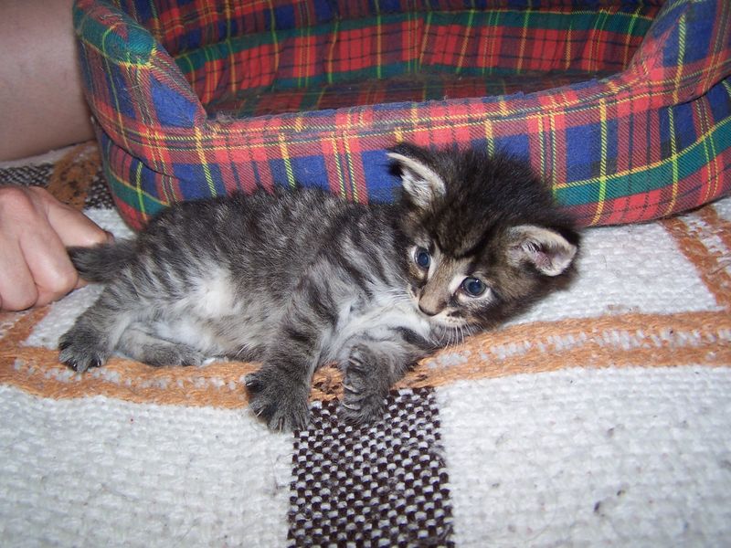 Gatti Norvegesi - cuccioli