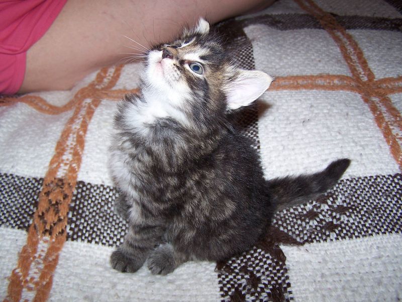 Gatti Norvegesi - cuccioli