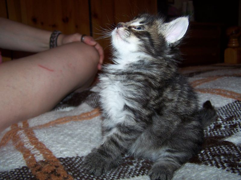 Gatti Norvegesi - cuccioli