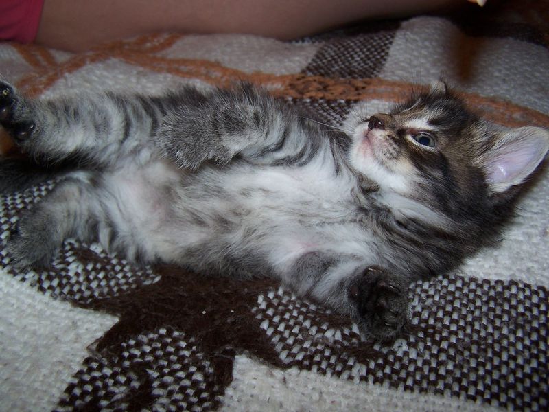 Gatti Norvegesi - cuccioli