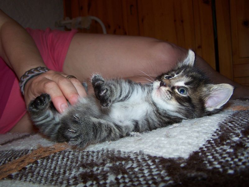 Gatti Norvegesi - cuccioli