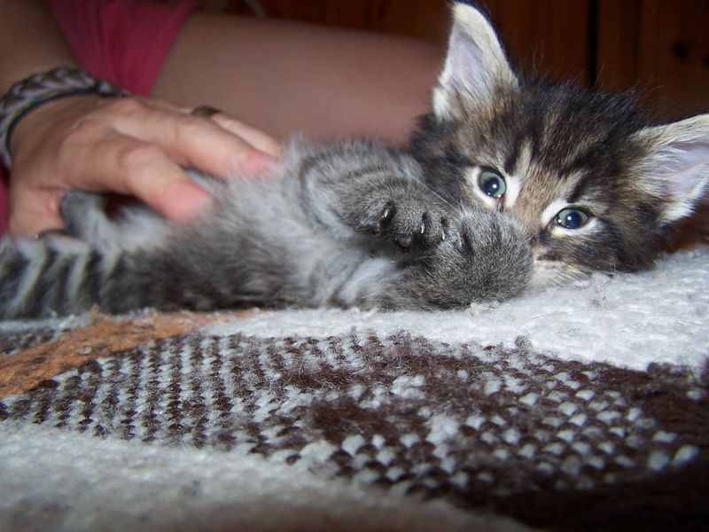Gatti Norvegesi - cuccioli