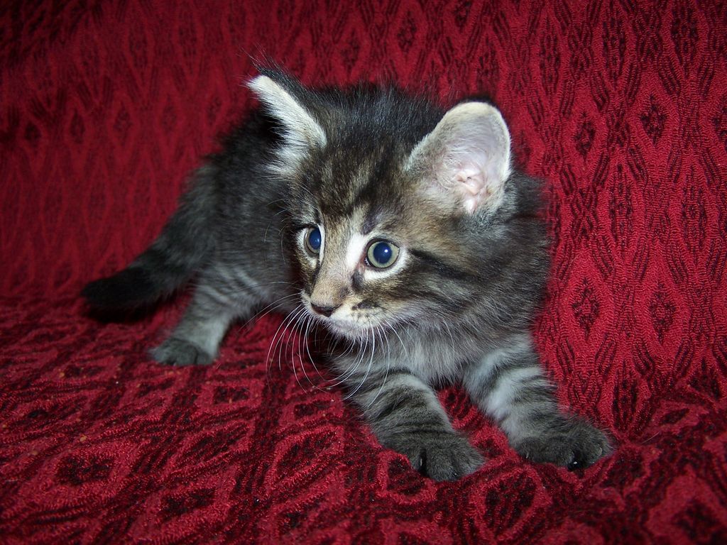 Gatti Norvegesi - cuccioli