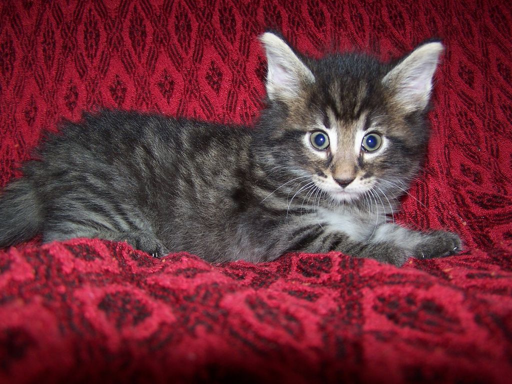 Gatti Norvegesi - cuccioli