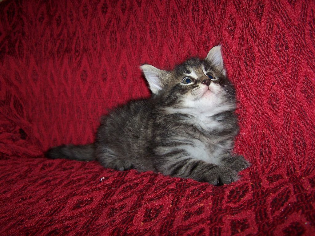 Gatti Norvegesi - cuccioli