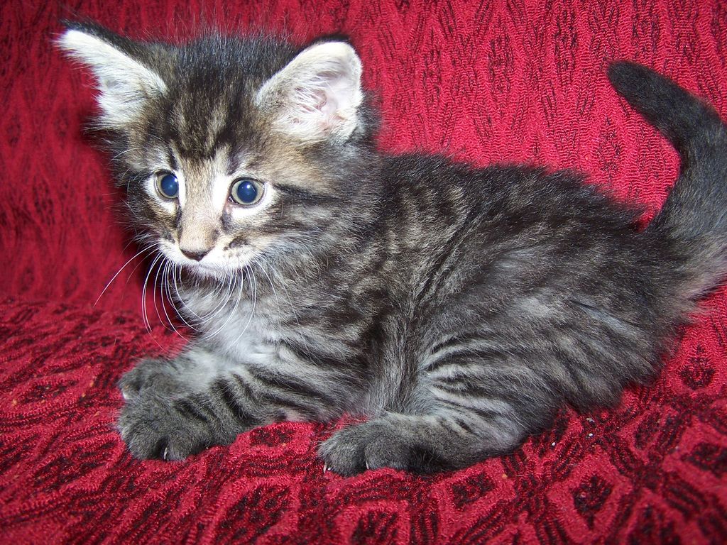 Gatti Norvegesi - cuccioli
