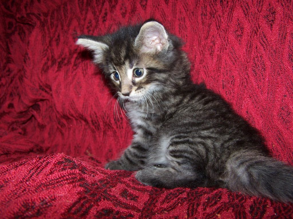 Gatti Norvegesi - cuccioli