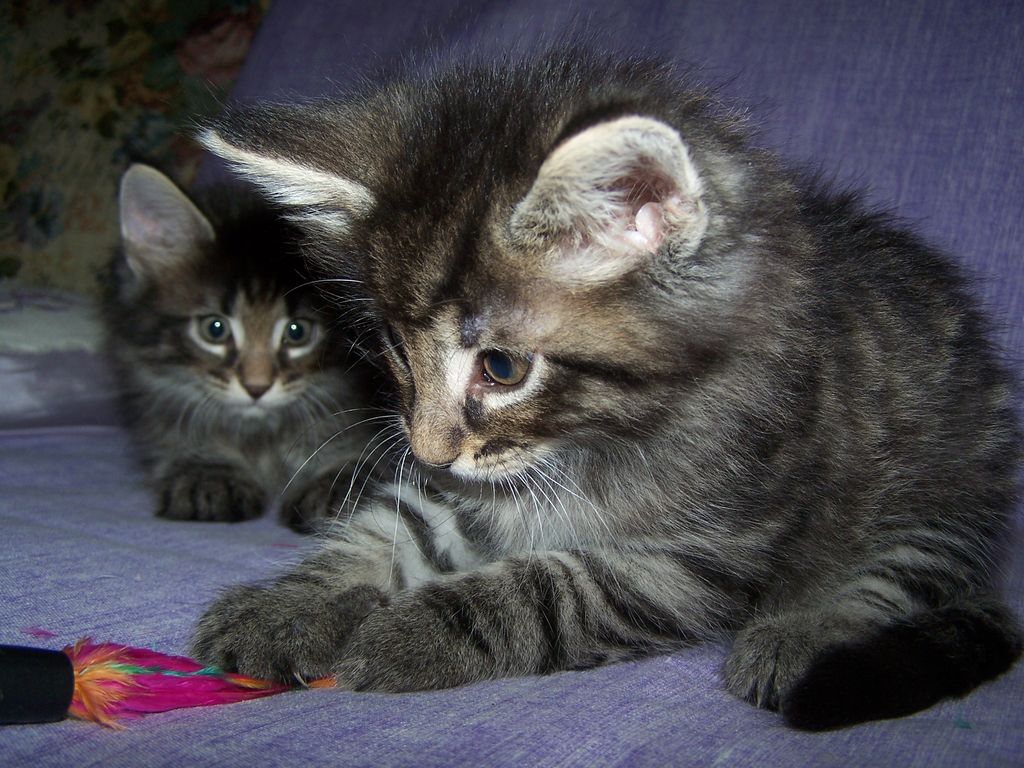 Gatti Norvegesi - cuccioli