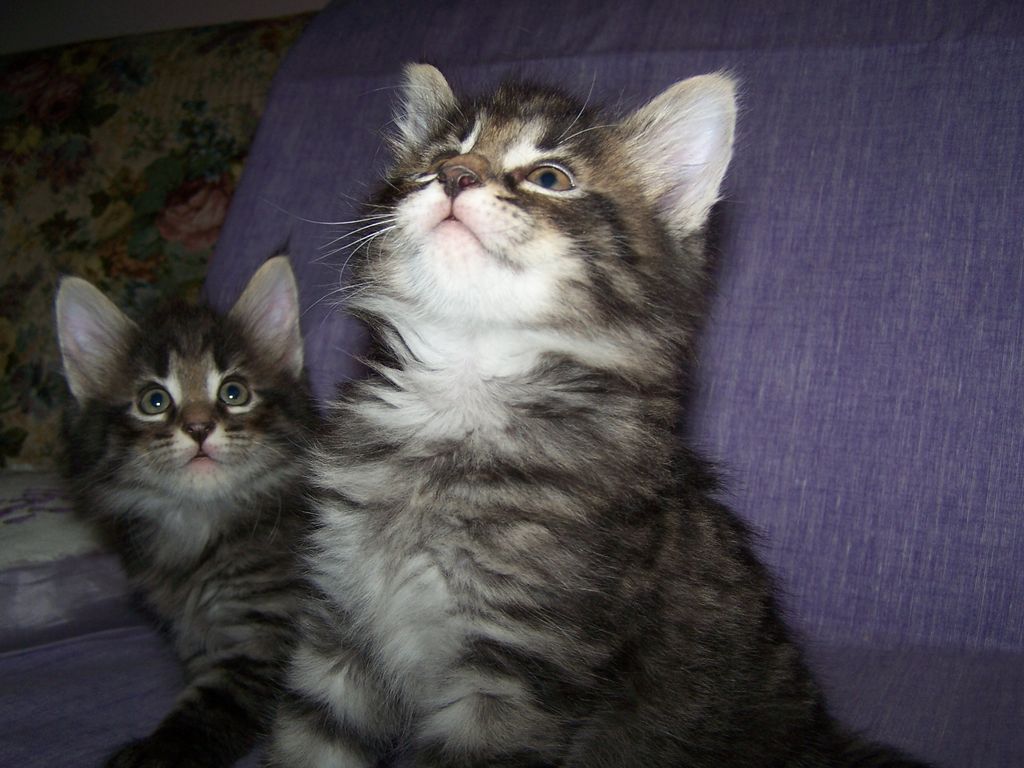 Gatti Norvegesi - cuccioli