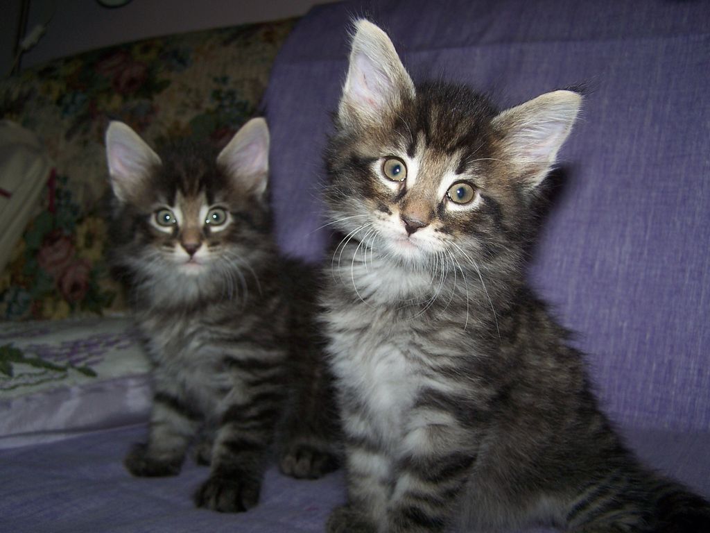 Gatti Norvegesi - cuccioli