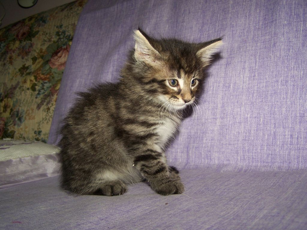 Gatti Norvegesi - cuccioli