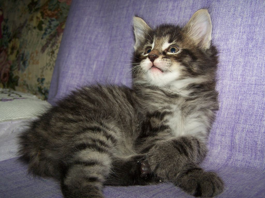 Gatti Norvegesi - cuccioli