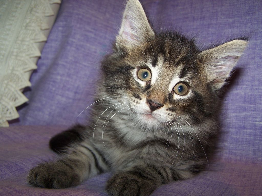 Gatti Norvegesi - cuccioli