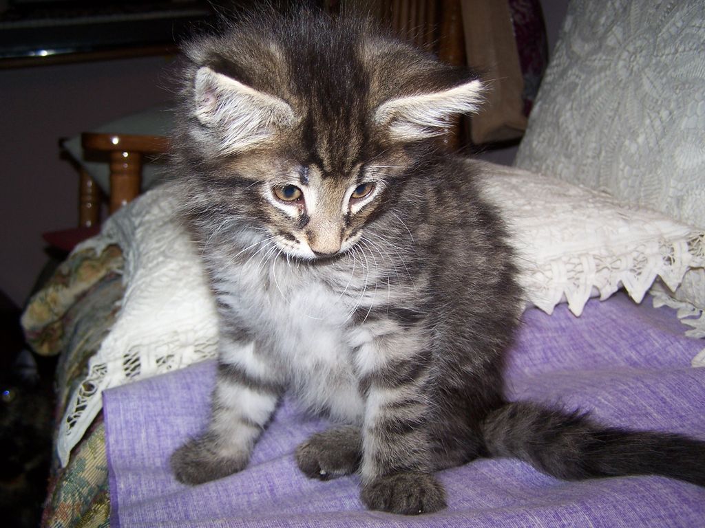 Gatti Norvegesi - cuccioli
