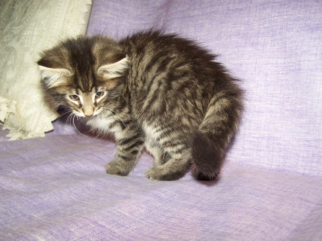 Gatti Norvegesi - cuccioli