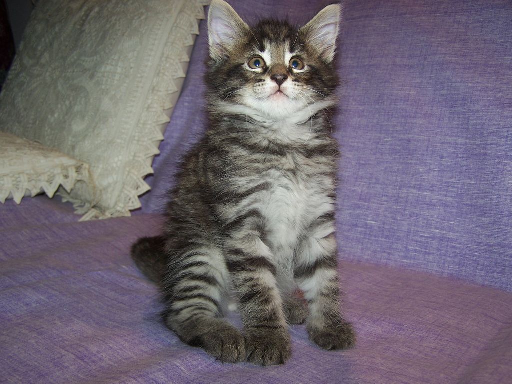 Gatti Norvegesi - cuccioli