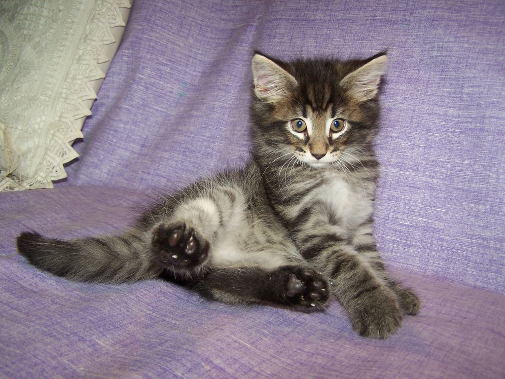 Gatti Norvegesi - cuccioli