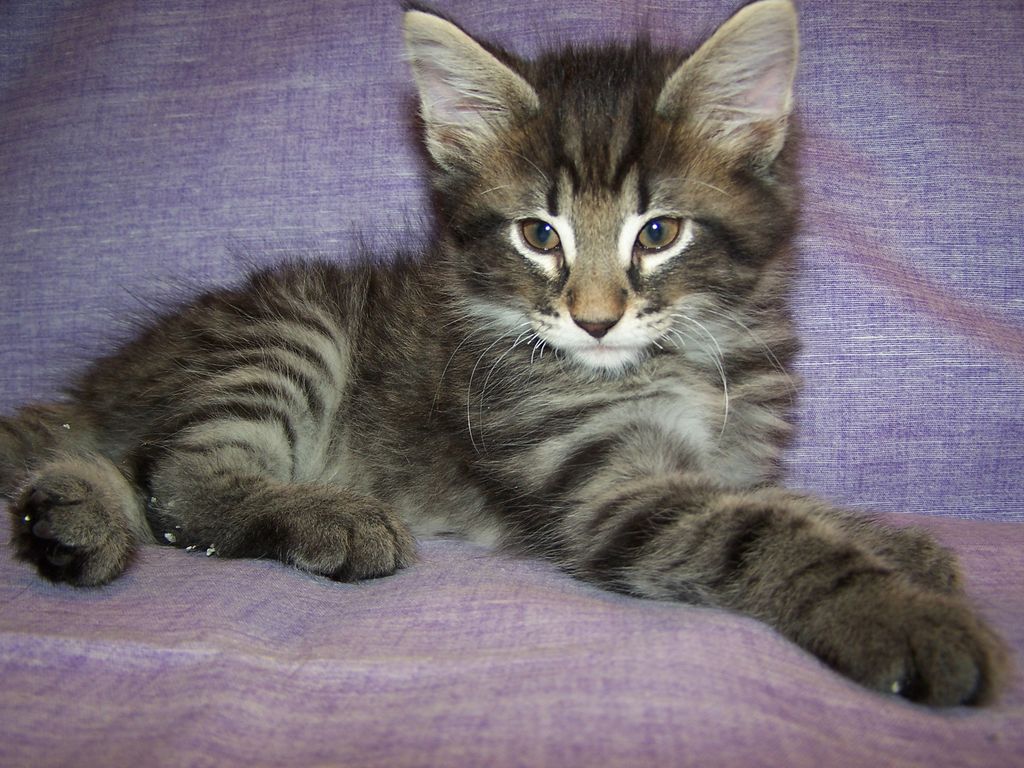 Gatti Norvegesi - cuccioli