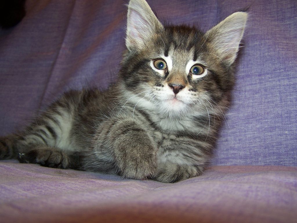 Gatti Norvegesi - cuccioli