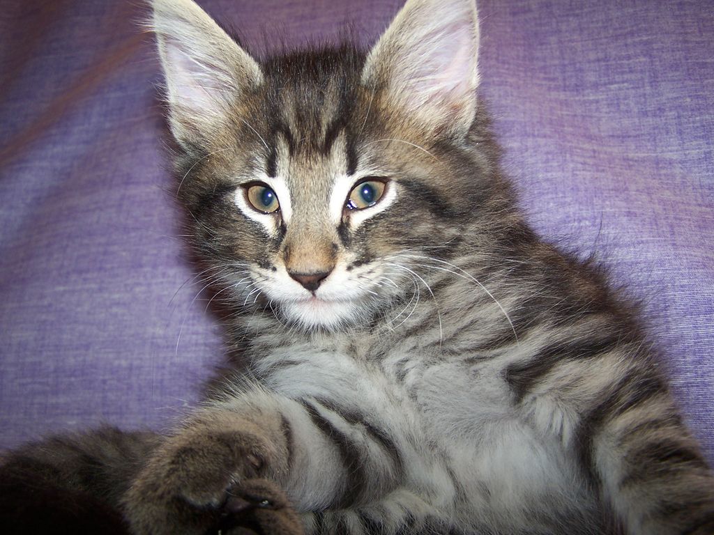 Gatti Norvegesi - cuccioli