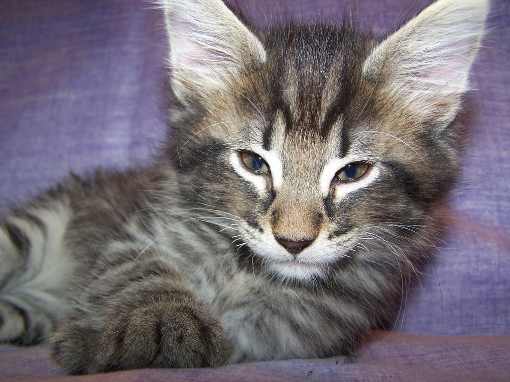 Gatti Norvegesi - cuccioli